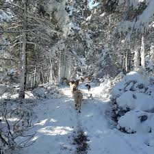 Bayramiç Korucak Köyü Resimleri 3