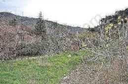 Bayramiç Koşuburnu Köyü Resimleri 1