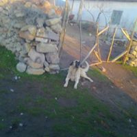 Yunusemre Davutlar Köyü Resimleri 4