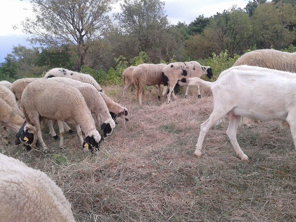 Bayramiç Külcüler Köyü Resimleri 5