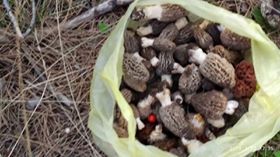 Bayramiç Örenli Köyü  Resimleri 3