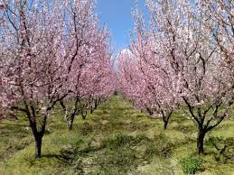 Bayramiç Pıtıreli Köyü Resimleri 2