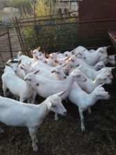 Bayramiç Saçaklı Köyü Resimleri 3