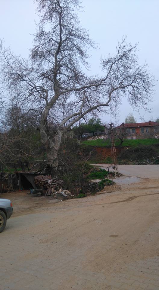 Bayramiç Serhat Köyü  Resimleri 10