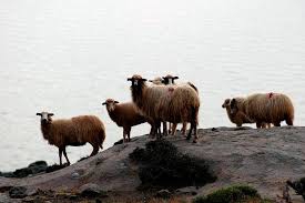 Bayramiç Serhat Köyü  Resimleri 6