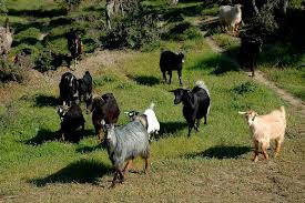 Bayramiç Serhat Köyü  Resimleri 8