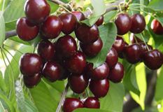 Bayramiç Tülüler Köyü Resimleri 2