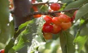 Bayramiç Tülüler Köyü Resimleri 5