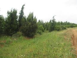 Bayramiç Yahşieli Köyü Resimleri 5