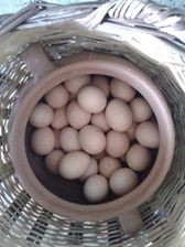 Bayramiç Yeniköy Köyü  Resimleri 1