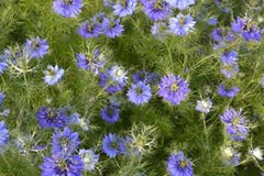 Bayramiç Yeniköy Köyü  Resimleri 3