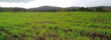 Bayramiç Yeniköy Köyü  Resimleri 8