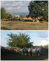 Bayramiç Yiğitaliler Köyü  Resimleri 1