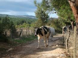 Bayramiç Yiğitaliler Köyü  Resimleri 4