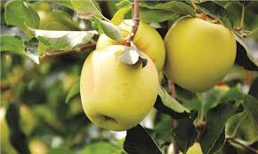 Bayramiç Yukurışapçı Köyü  Resimleri 4