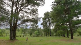 Bayramiç Zeytinli Köyü  Resimleri 1