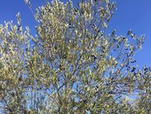 Bayramiç Zeytinli Köyü  Resimleri 2