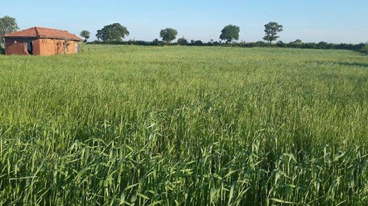 İvrindi Yağcılar Köyü Resimleri 1