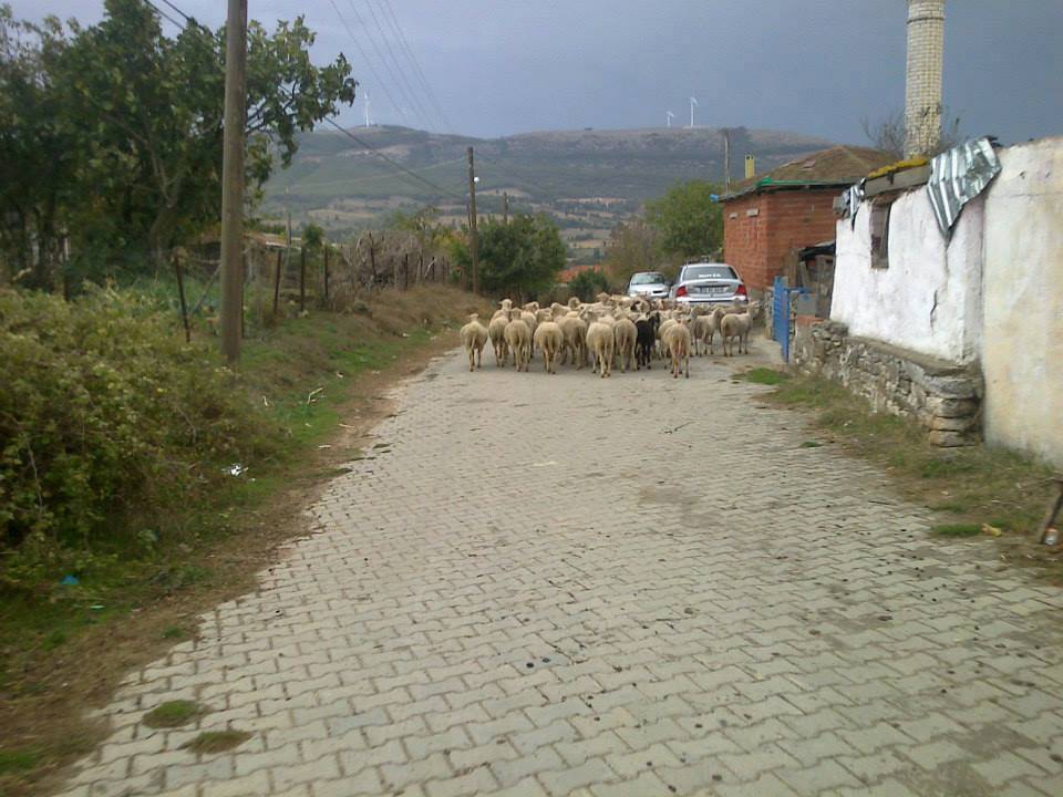 Karesi Düzoba Köyü Resimleri 2