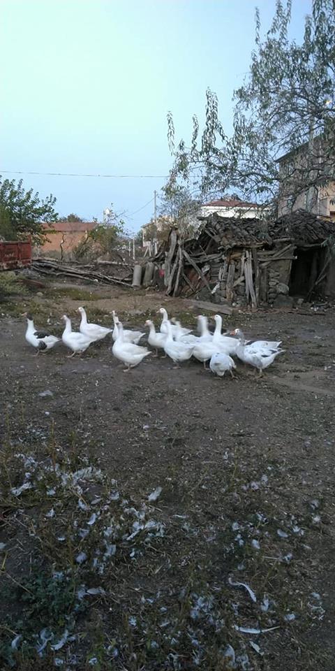 Karesi Fethiye Köyü Resimleri 2