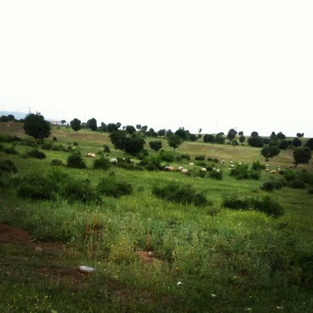 Göle Kuzupınarı Köyü Resimleri 2