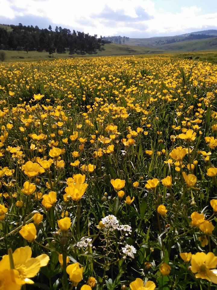Göle Kuzupınarı Köyü Resimleri 4