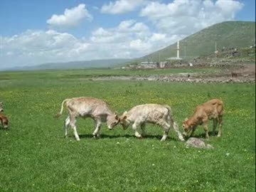 Göle Küçükaltınbulak Köyü Resimleri 2
