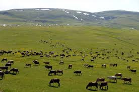 Göle Küçükaltınbulak Köyü Resimleri 9