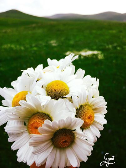 Göle Mollahasan Köyü Resimleri 6