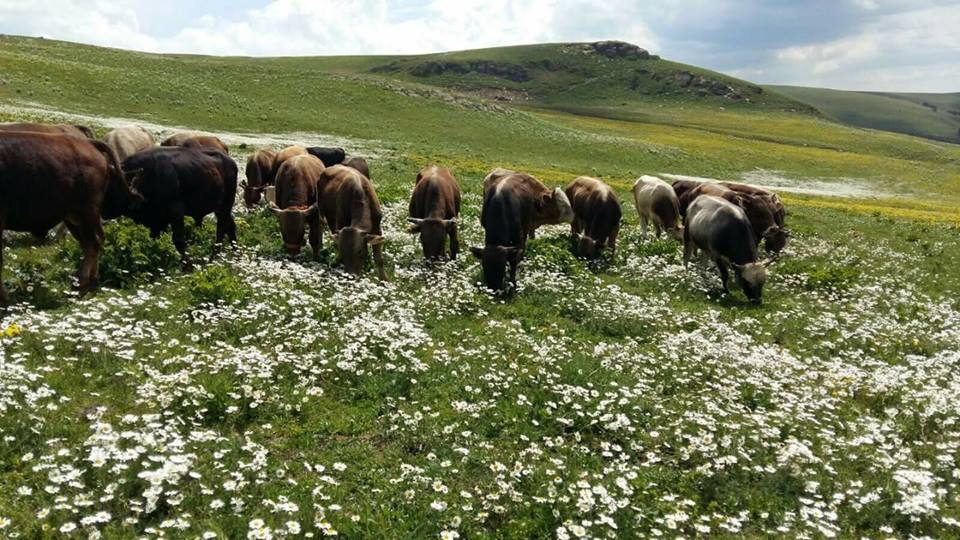Göle Senemoğlu Köyü Resimleri 9