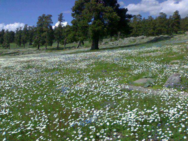 Göle Serinçayır Köyü Resimleri 1