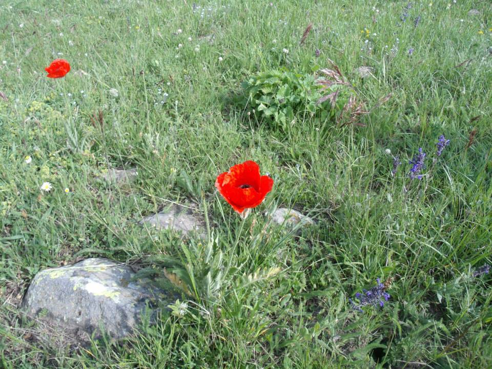 Göle Serinçayır Köyü Resimleri 11