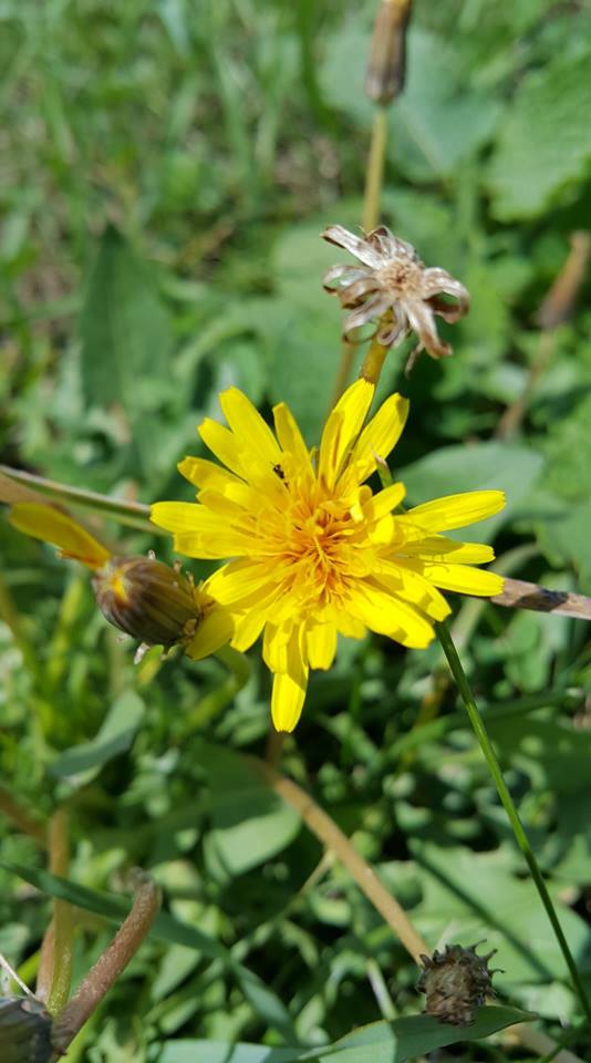 Göle Serinçayır Köyü Resimleri 4