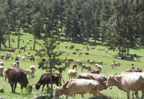 Göle Serinçayır Köyü Resimleri 7