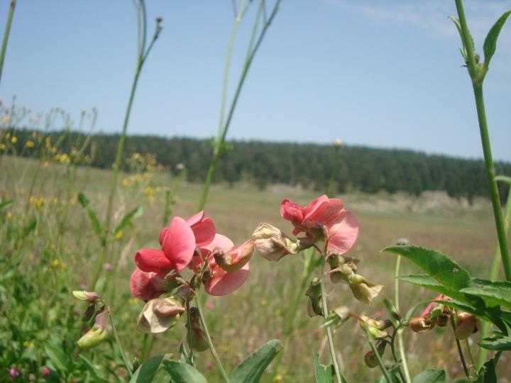 Göle Uğurtaşı Köyü Resimleri 2