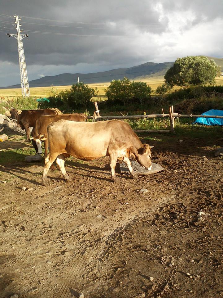 Göle Uğurtaşı Köyü Resimleri 4