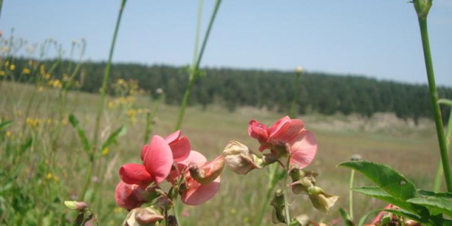 Göle Uğurtaşı Köyü Resimleri