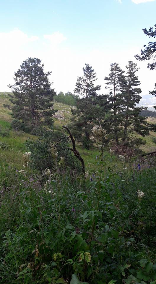 Göle Yeniköy Köyü Resimleri 11