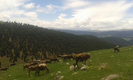 Göle Yeniköy Köyü Resimleri 9
