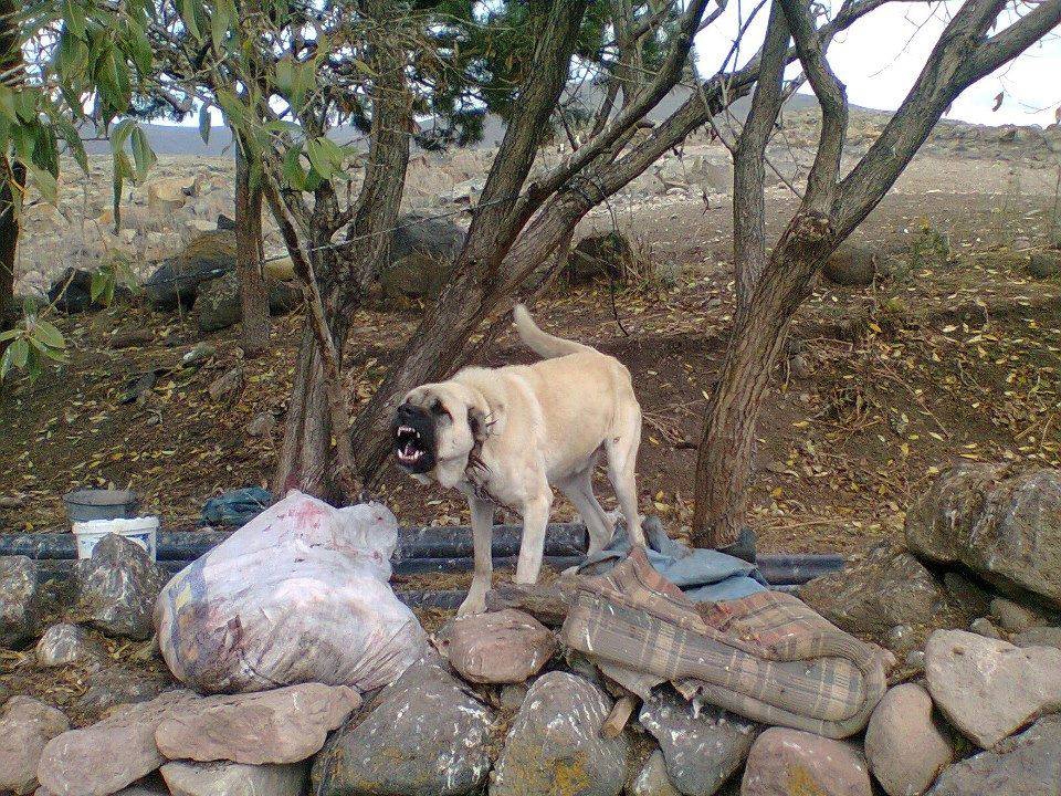 Hanak Arıkonak Köyü Resimleri 5