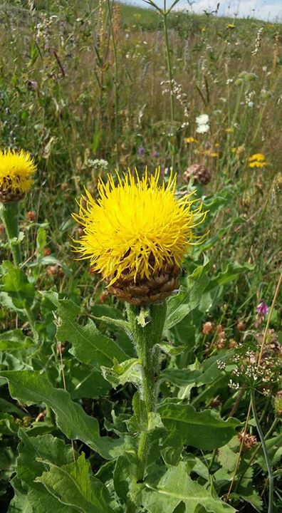 Hanak Çatköy Köyü Resimleri 8