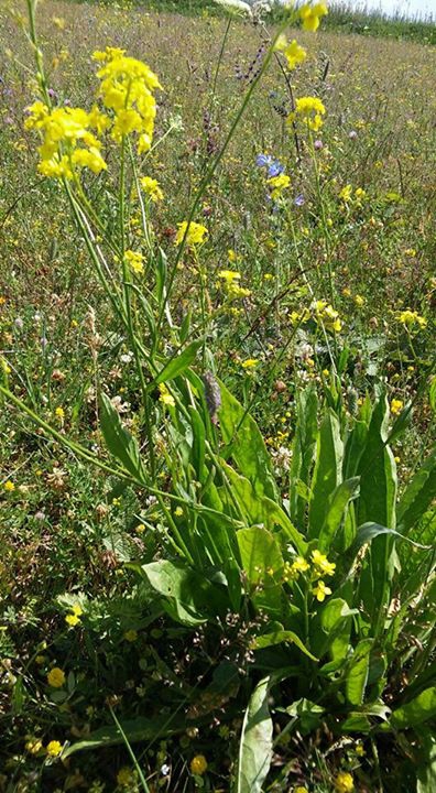 Hanak Çavdarlı Köyü Resimleri 9