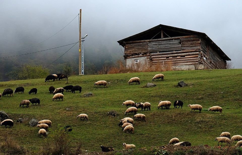 Artvin Ardanuç Bulanık Köyü Resimleri 21