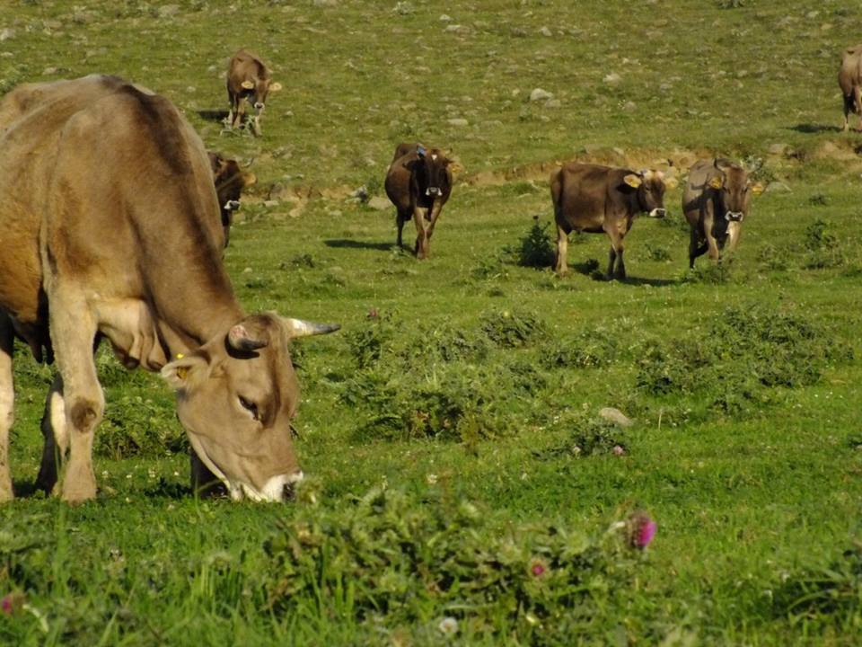 Artvin Ardanuç Bulanık Köyü Resimleri 42