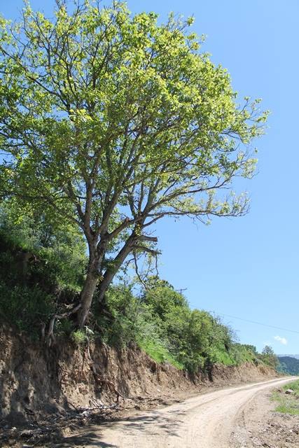 Artvin Ardanuç Bulanık Köyü Resimleri 44