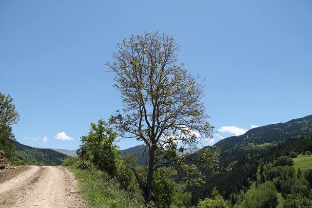 Artvin Ardanuç Bulanık Köyü Resimleri 9
