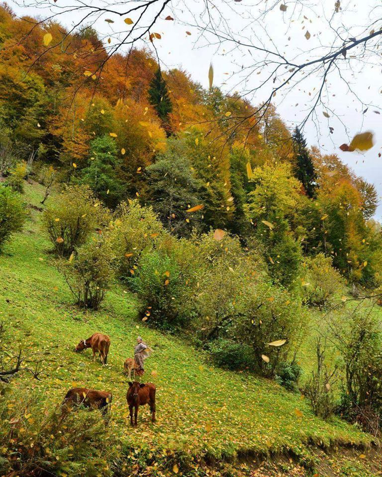 Akçaabat Kuruçam Köyü resimleri 13