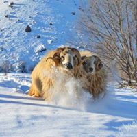 Alucra Koman Köyü Resimleri 9