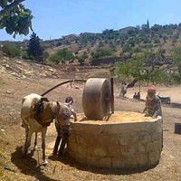 Alucra Köklüce Köyü Resimleri 8