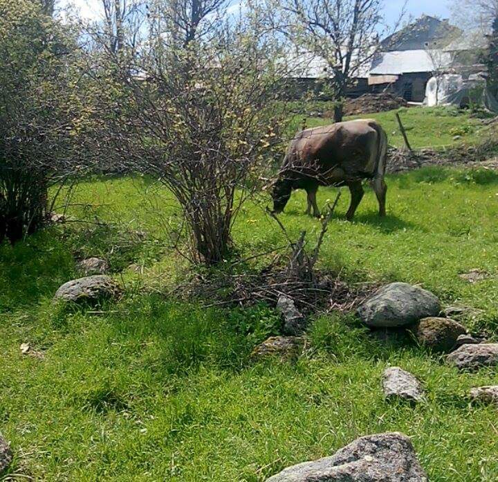 Alucra Pirili Köyü Resimleri 7
